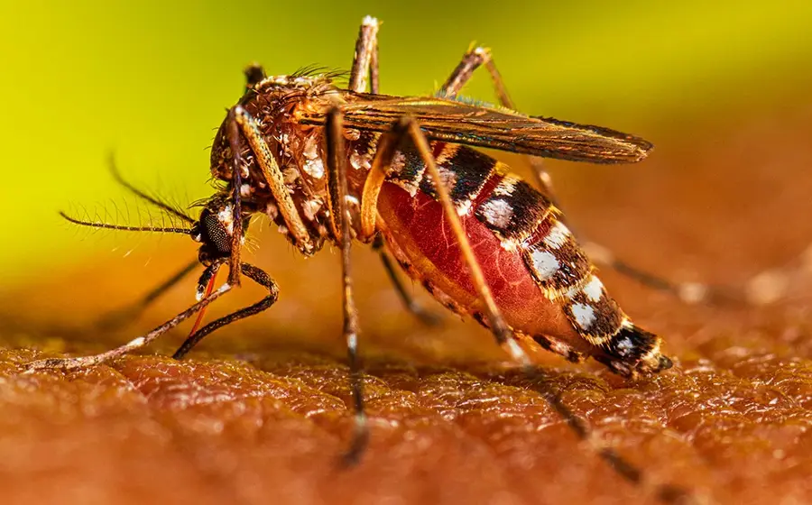 mosquito-dengue