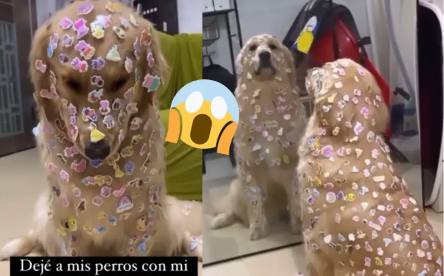 perro-calcomanía