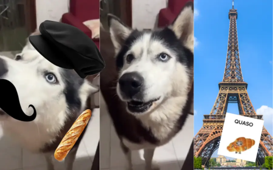 perro-frances-portada