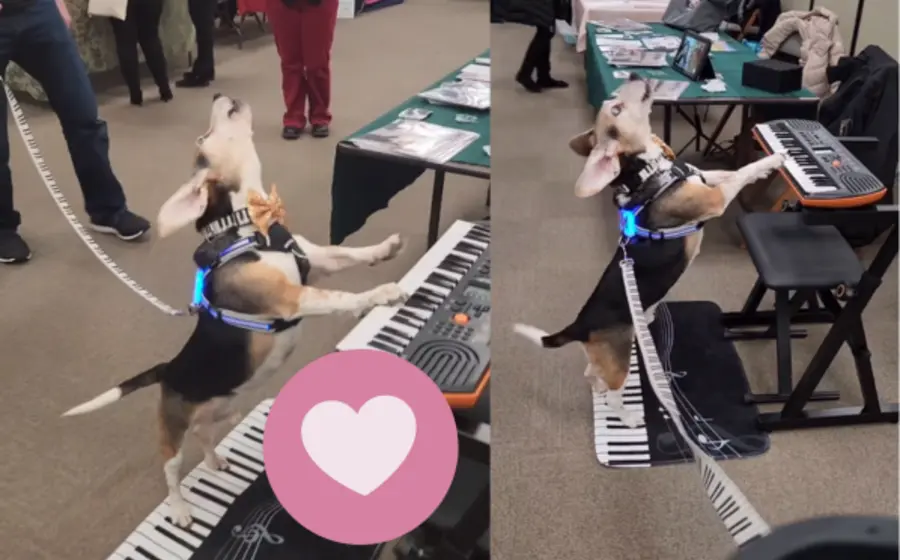 pianista-portada
