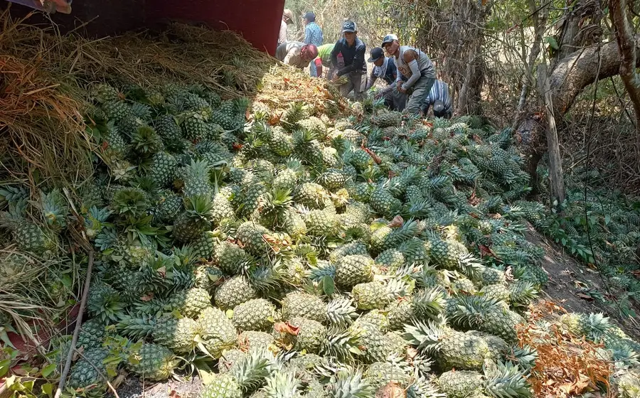 piña-portada