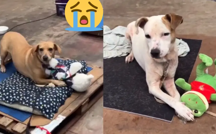 perritos_rescatados_inundaciones_reciben_peluches