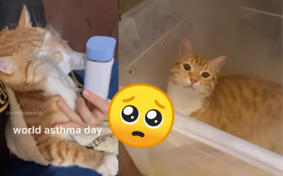 simba-asma-portada