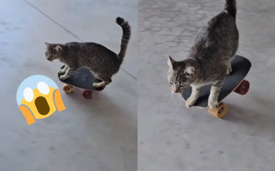 skatecat-portada