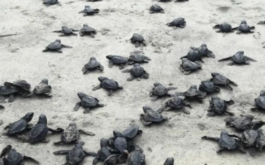 nacimiento_tortugas_golfina_mar_oaxaca