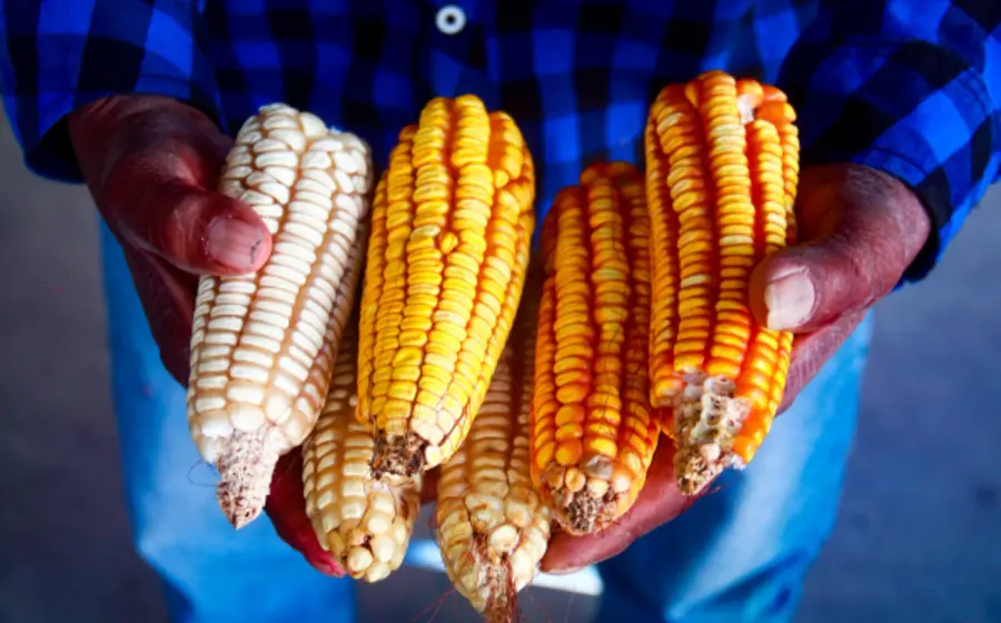 cosecha_maíz_agricultores_granos_elote_oaxaca