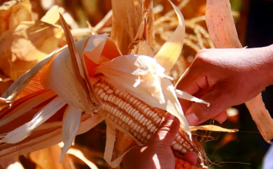 maíz_oaxaca_variedad