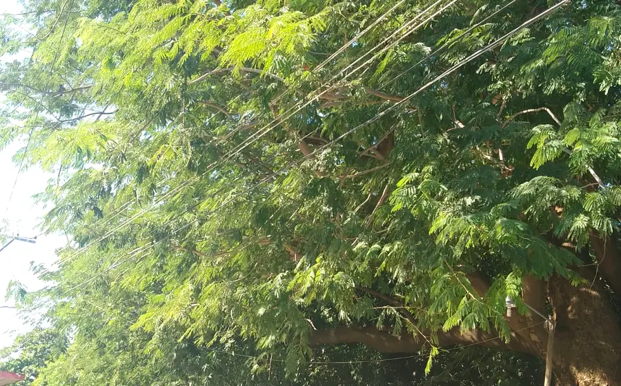 arbol-cables