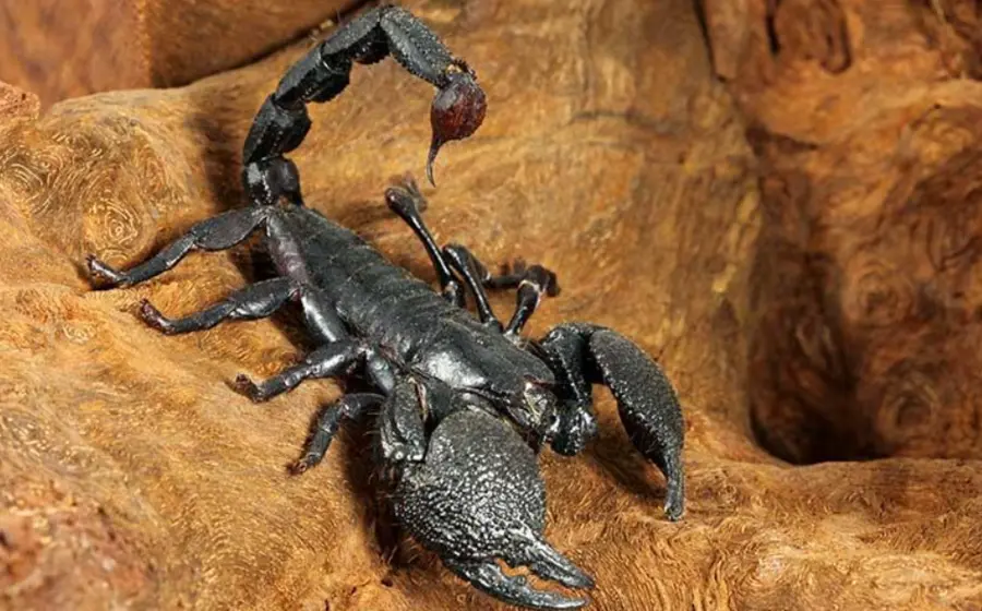 escorpion