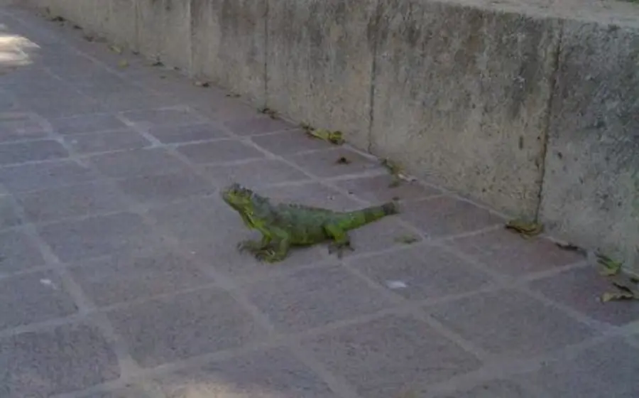 Desde el 2017, luego del terremoto, los reptiles se ausentaron de este espacio público.
