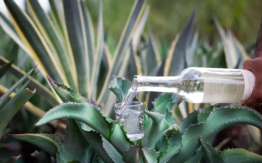 mezcal-agave