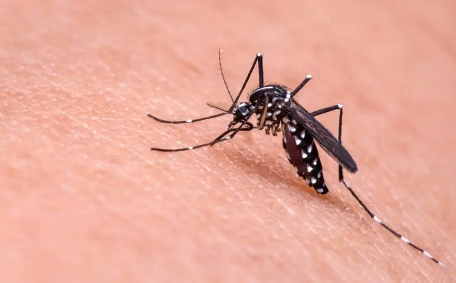 mosquito-paludismo