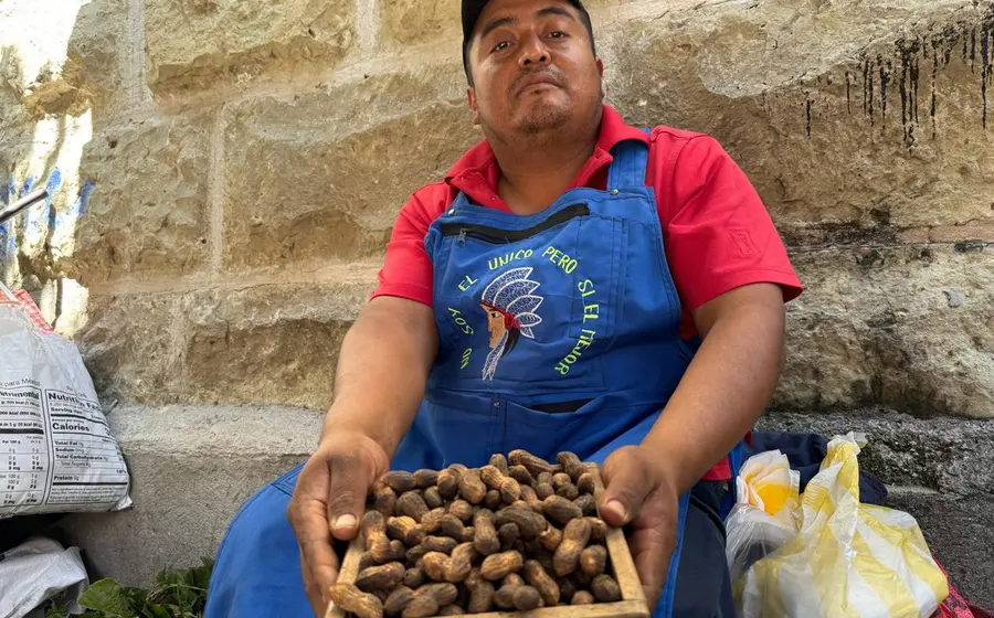 En 30 municipios de Oaxaca siembran cacahuate