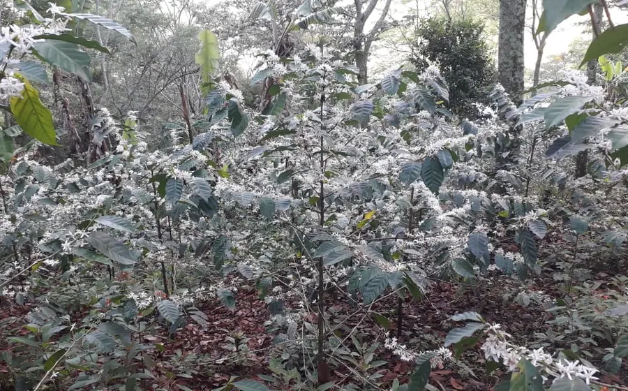 Las plantas, recibieron las primeras heladas.