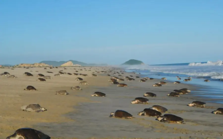 Se han contado más de 77 mil tortugas en cuatro kilómetros de playa.