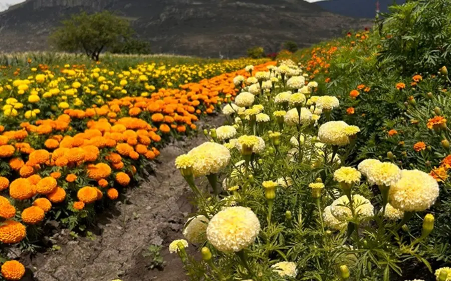 Segunda Feria de las Flores de Muertos en Unión Zapata