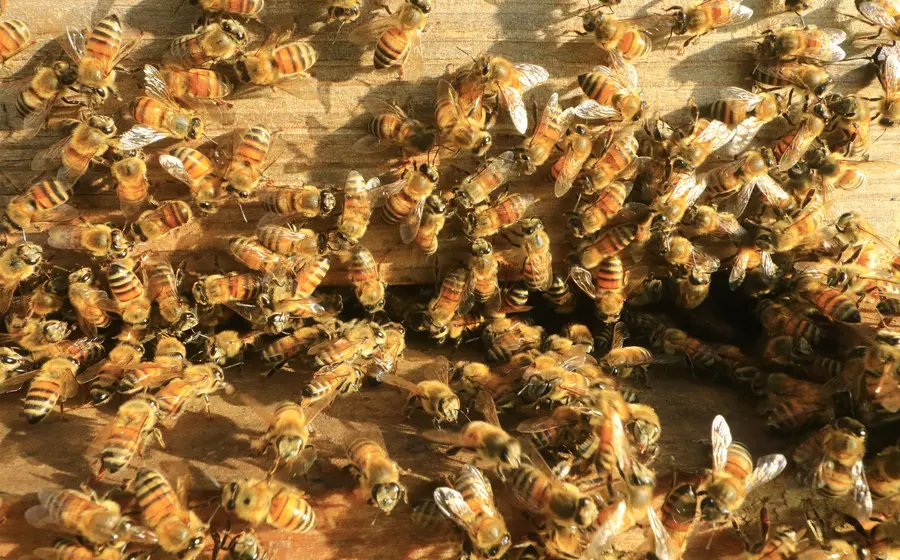 abejas