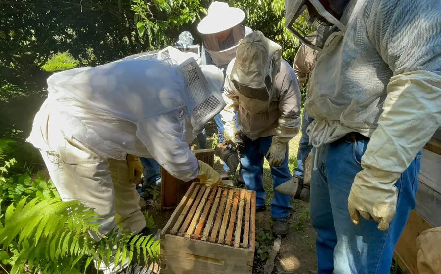 abejas