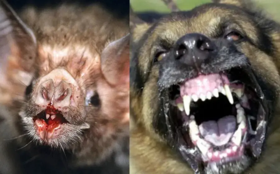 rabia_enfermedad_mortal_animales_contagio