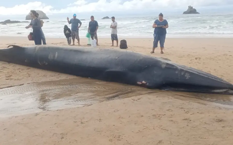 ballena-tonameca1