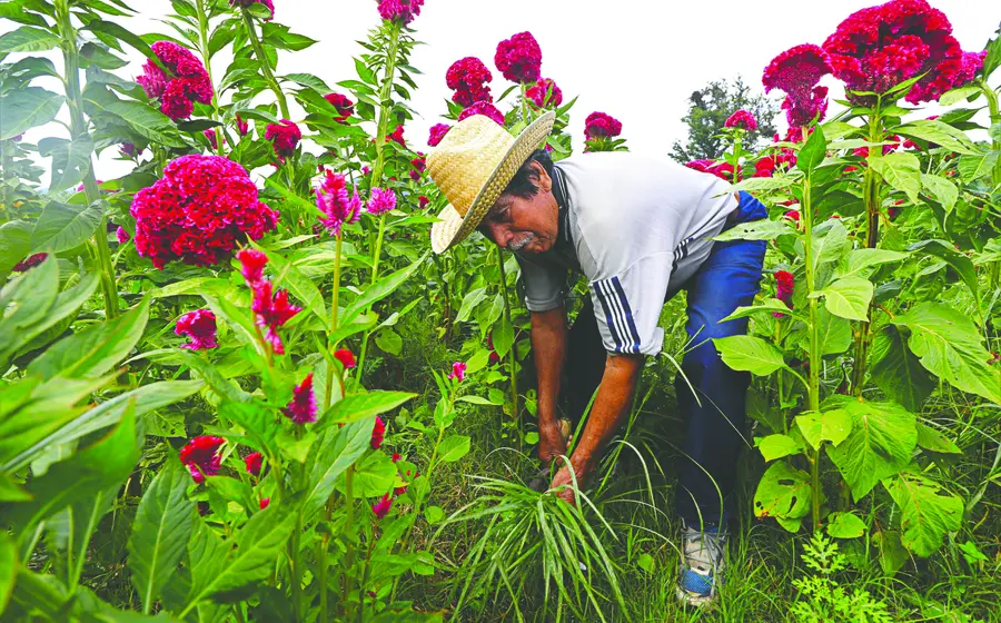 festival_flor_de_gallo_san_antonino_castillo