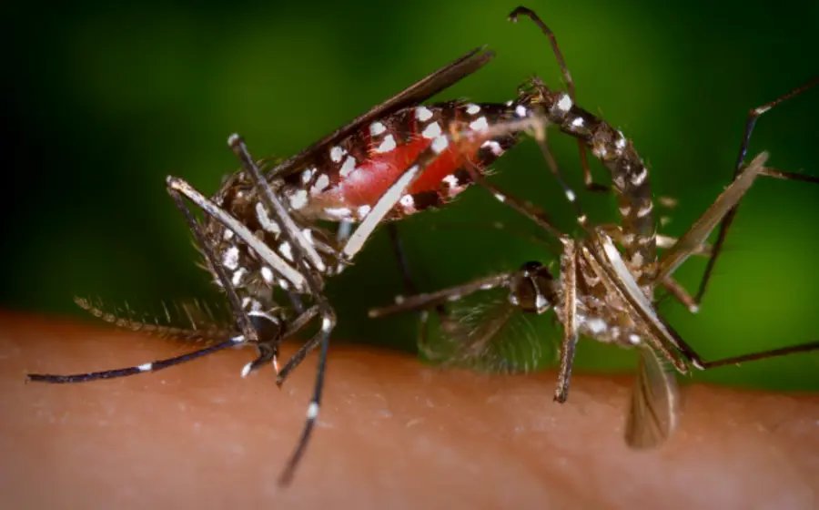 dengue