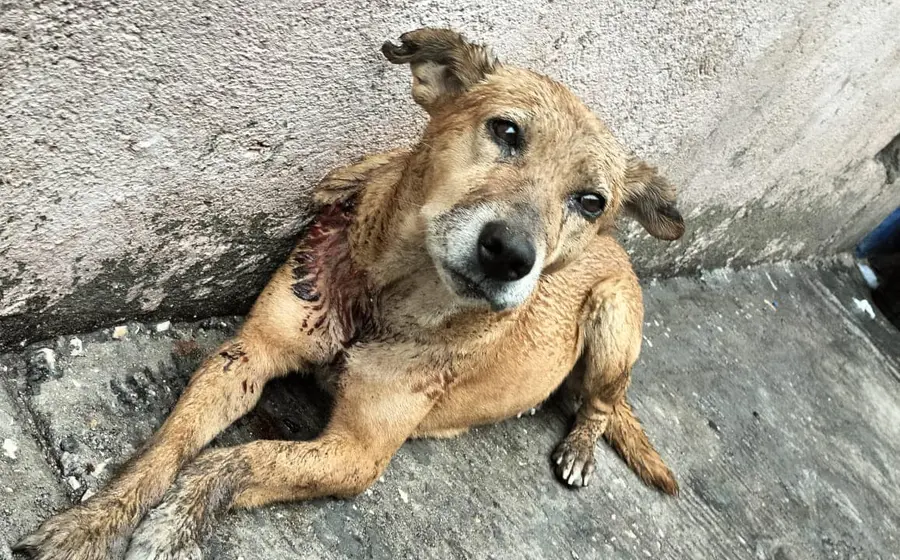 donar_hacer_felices_perritos_abandonados