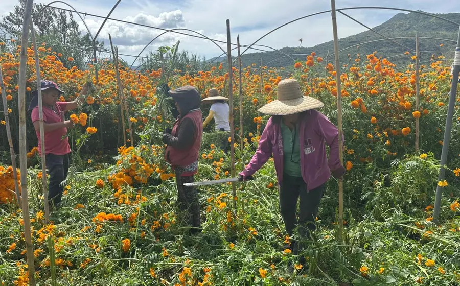 Miles de familias se dedican a la producción de flor de muerto en la Mixteca.