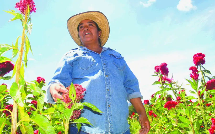 dificultades_climaticas_flor_borla_oaxaca