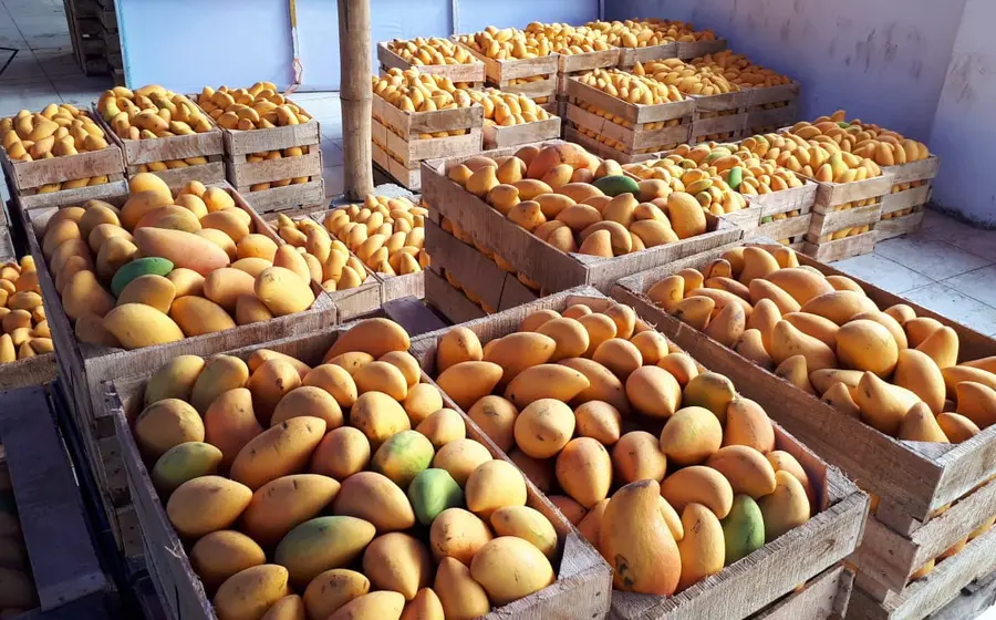 mango