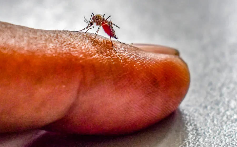 mosquito