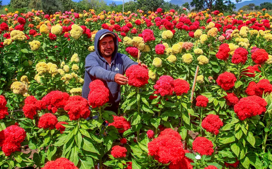 Hay pasillos entre surcos para que la gente que llegue a comprar pueda elegir la flor que quiere cortar.