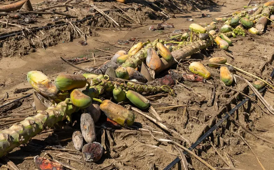 afectacion_cultivo_papaya_retrasara_produccion