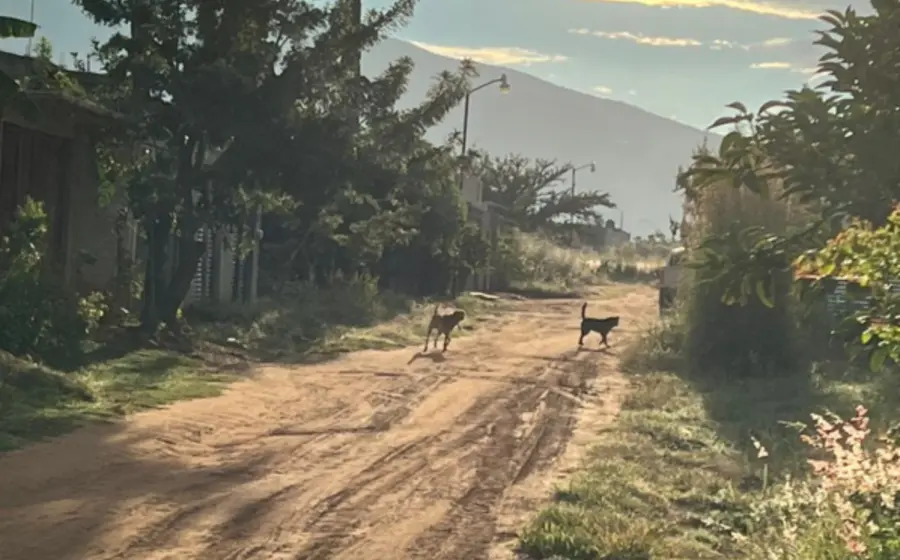 Tres perros atacaron a una mujer de 35 años en la Villa de Zaachila y se encuentra en el hospital.
