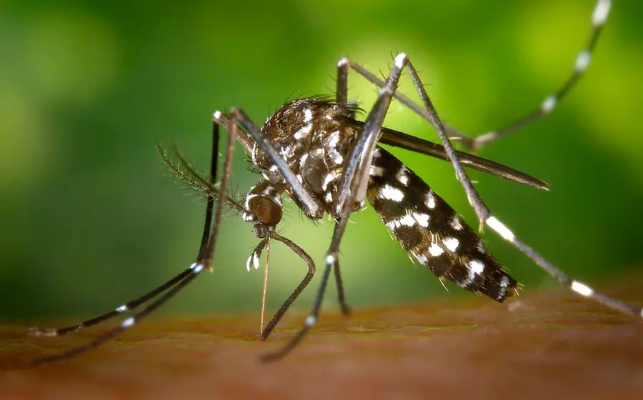 dengue