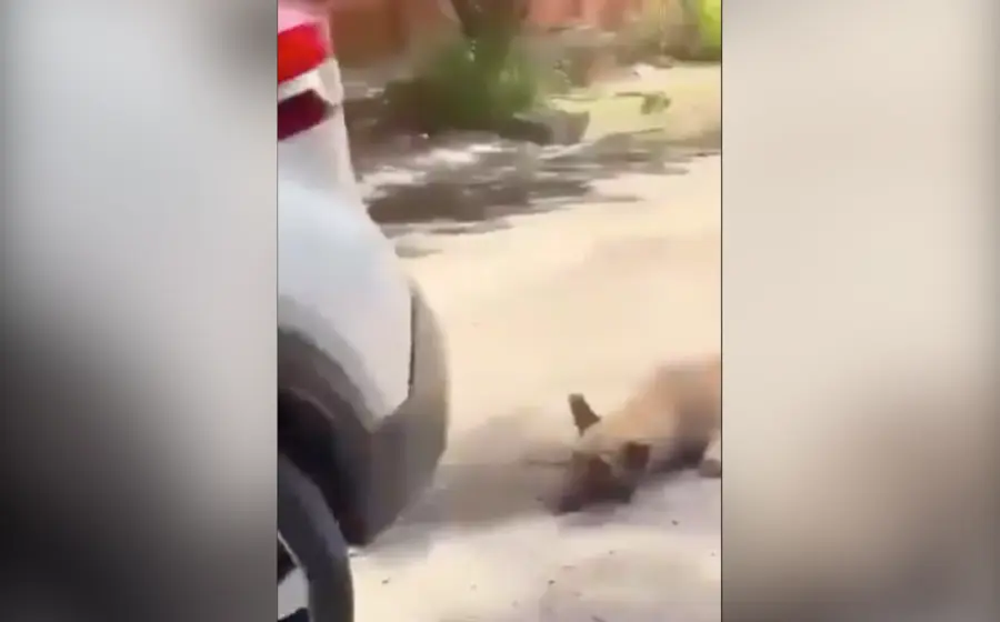 Arrastra a un perro con su camioneta; la detienen en Jalisco