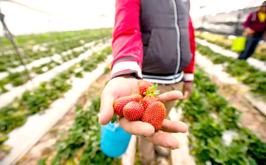 fresas