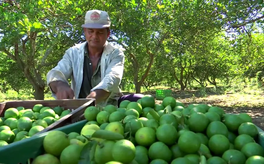 limon