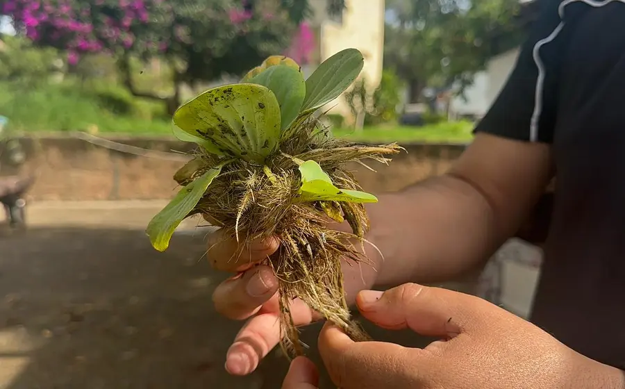 lirio