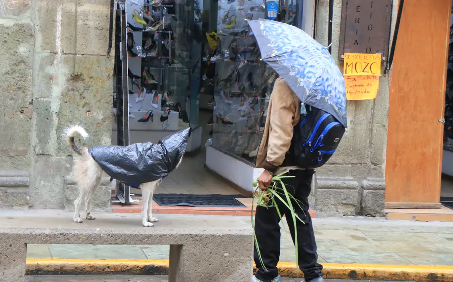 lluvias