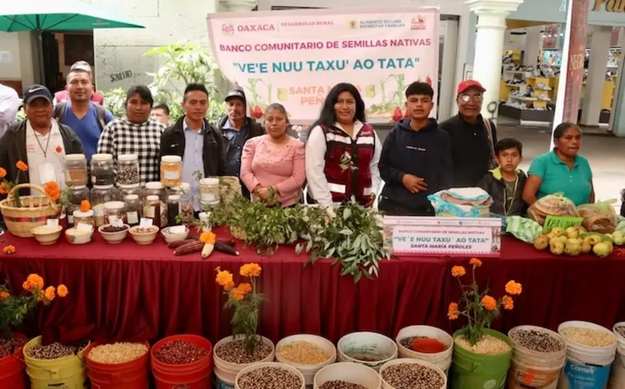 celebran_pueblos_dia_nacional_maiz 