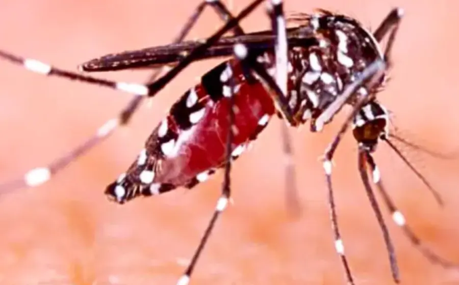 cuatro_defunciones_mas_dengue_oaxaca