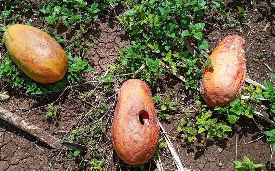 papaya