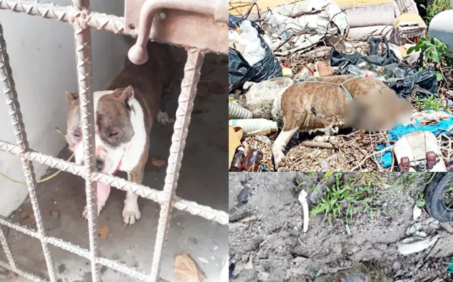 perro-sacrificado-portada