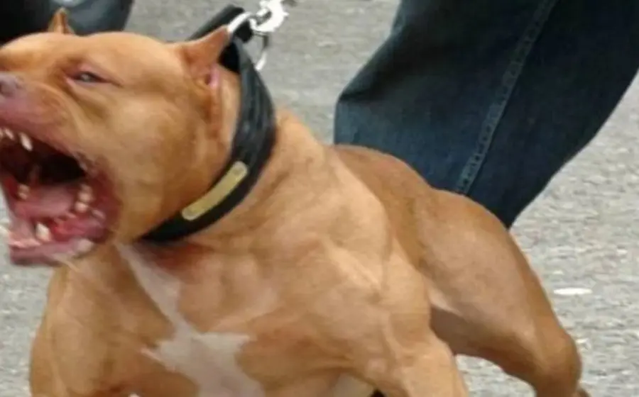 perros