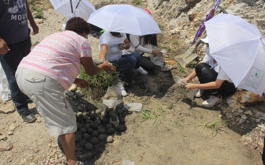 reforestacion