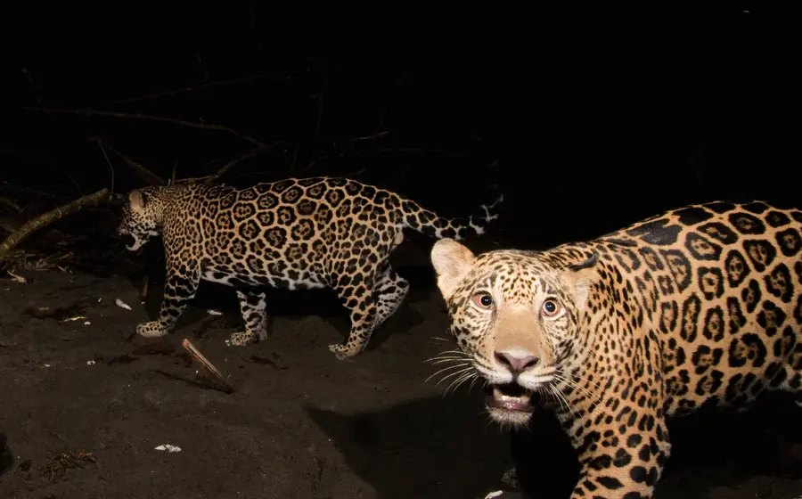 caza-jaguares