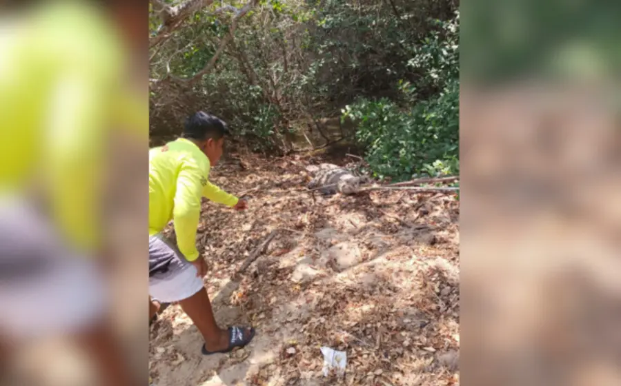 alerta_cocodrilo_oaxaca_playa