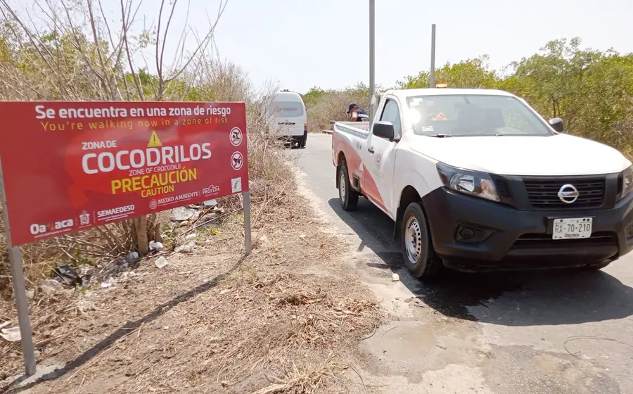 cocodrilo2