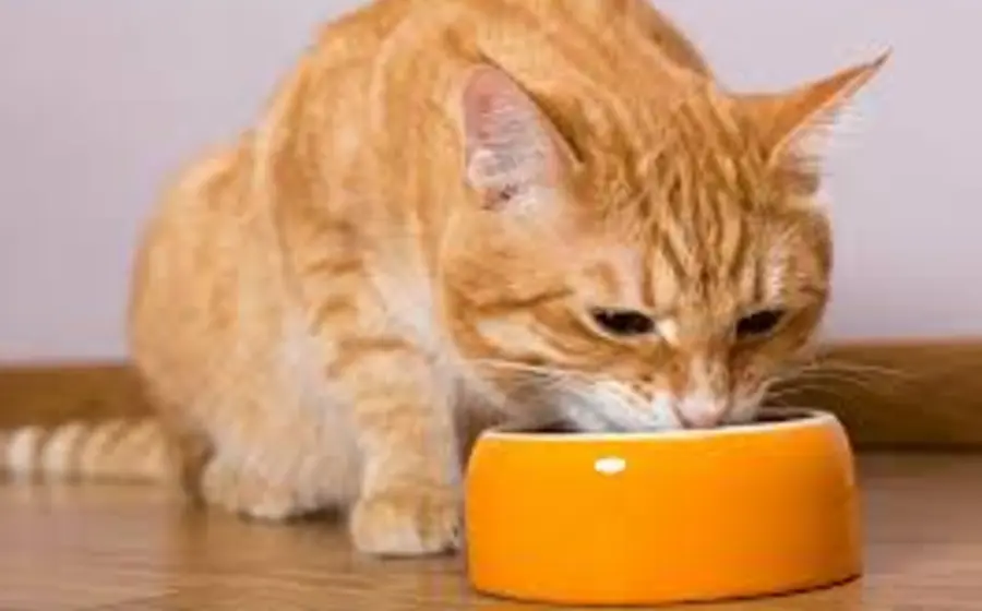 gato-comiendo
